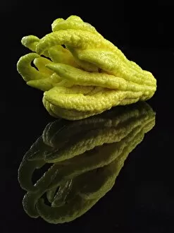 Images Dated 7th October 2011: Fingered Citron -Citrus medica var sarcodactylis-, popularly known as Buddhas Hand