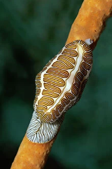 Mollusc Collection: Fingerprint Flamingo Tongue -Cyphoma signatum- crawling over sponge, Little Tobago