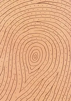 Fingerprint Prints: Fingerprint Ridges