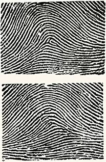 Images Dated 21st October 2003: Fingerprints