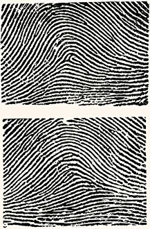 Identity Gallery: Fingerprints