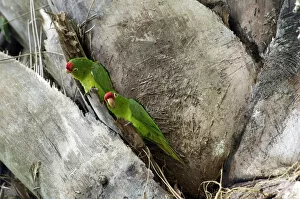 Finschs Parakeet, Finschs Conure or Crimson-fronted Parakeet -Aratinga finschi-, Wilson Botanical Gardens, San Vito