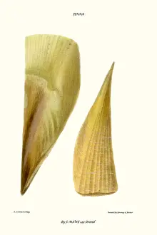 Mollusc Prints: finshell