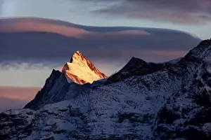 Grindelwald Prints: Finsteraarhorn in Swiss Bernese Alps at sunset