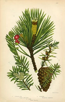 Images Dated 10th June 2016: Fir, Scotch Fir, Pine, Juniper, Scotch Pine, Victorian Botanical Illustration