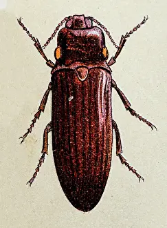 Fire Natural Phenomenon Prints: Fire Beetle or Cucujo, insect animals antique illustration