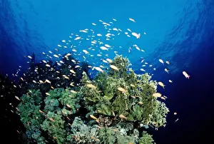 Fire corals (Millepora) with anthias (Anthiinae), Red Sea, Sudan
