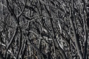 Damage Gallery: Fire damage four months after a forest fire, Nationalpark Garajonay, La Gomera, Canary Islands