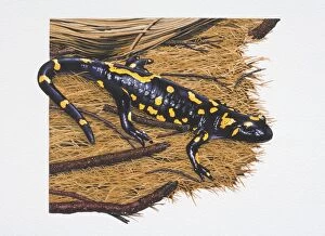 Fire salamander, Salamandra salamandra, black with yellow markings