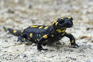 Harry Laub Travel Photography Collection: Fire salamander (Salamandra salamandra), Baden-Wuerttemberg, Germany