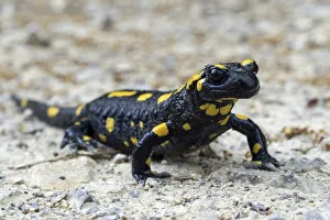 Harry Laub Travel Photography Collection: Fire salamander (Salamandra salamandra), Baden-Wuerttemberg, Germany