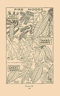 Skills Prints: Fire Woods