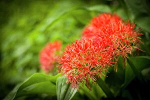 Green Gallery: Fireball lily, Scadoxus multiflorus, blooms in the forest zone on Mount Kilimanjaro