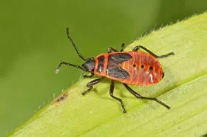 Images Dated 1st August 2014: Firebug -Pyrrhocoris apterus- in the last larval stage, Baden-Wurttemberg, Germany
