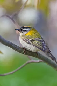 Images Dated 25th May 2016: Firecrest