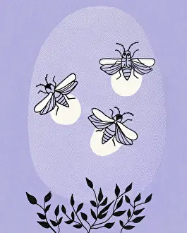 Fireflies