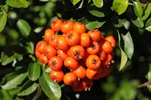 Images Dated 30th September 2012: Firethorn or Pyracantha -Pyracantha sp.-, berries growing on the shrub, ornamental plant