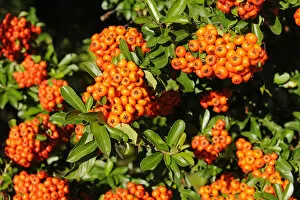 Picture Detail Gallery: Firethorn or Pyracantha -Pyracantha sp.-, berries growing on the shrub, ornamental plant