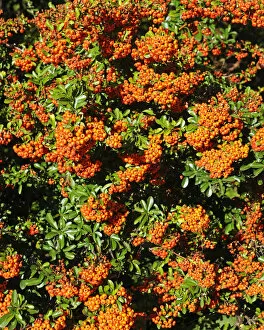 Images Dated 30th September 2012: Firethorn or Pyracantha -Pyracantha sp. -, berries growing on the shrub, ornamental plant