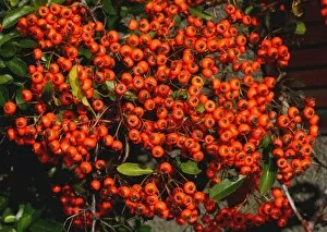 Images Dated 4th October 2014: Firethorn -Pyracantha sp.-, Sweden
