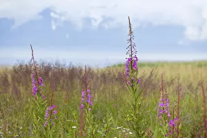Images Dated 19th July 2011: Fireweed or Great Willow-herb -Chamerion angustifolium-, national flower of Alaska, USA