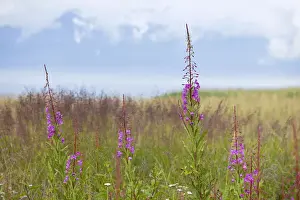 Spermatophyte Prints: Fireweed or Great Willow-herb -Chamerion angustifolium