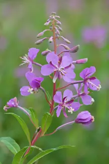 Evening Prints: Fireweed or Rosebay Willowherb (Epilobium angustifolium)
