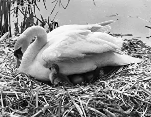 Historical Central Press Print Prints: First Cygnet Emerges