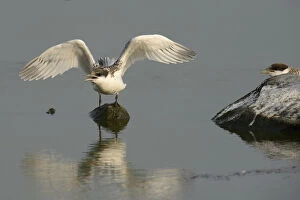 First flight tests of a young Sandwich Tern -Sterna sandvicensis-, Texel, The Netherlands, Europe