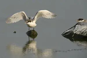 Spreading Out Prints: First flight tests of a young Sandwich Tern -Sterna sandvicensis