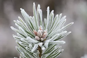 First frost has covered a fir tree with hoarfrost, Tiste, Lower Saxony, Germany