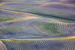 Images Dated 5th August 2012: First light on freshly swathed pea fields in Palouse region, Washington State, USA