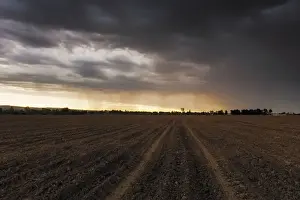 The First Rains Arrive at Sunset to a Farm Field Freshly Prepared and Planted with Maize Seed. Magaliesburg. Gauteng Province, South Africa