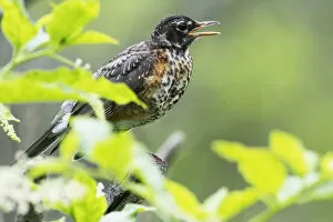 Birds Gallery: First year fledgling robin