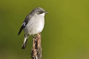 South African Gallery: Fiscal shrike -Lanius collaris- at Addo Elephant Park, South Africa