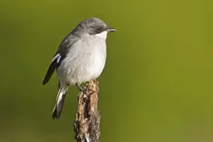 Herbert Kratky Photography Prints: Fiscal shrike -Lanius collaris- at Addo Elephant Park, South Africa