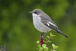 Passeriformes Prints: Fiscal shrike -Lanius collaris- at Addo Elephant Park, South Africa
