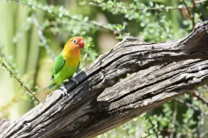 Fischers Lovebird (Agapornis fischeri) perched on dead branch, Ngorongoro Crater Conservation Area