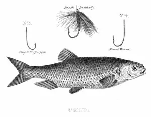 Images Dated 28th May 2017: Fish chub hooks engraving 1812