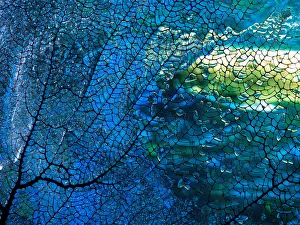 Turquoise Colored Collection: Fish and Coral