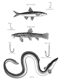 Fish ell hooks engraving 1812