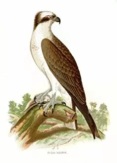 Hawk Bird Collection: Fish hawk lithograph 1897