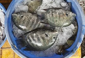 Images Dated 11th February 2010: Fish on ice, Fish Market, Kochi, Fort Cochin, Kerala, South India, South Asia