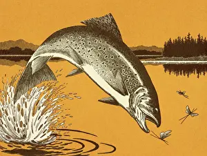 Fish Jumping