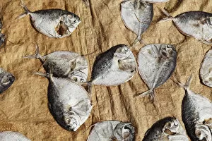 Fish laid out to dry, Alleppey, Backwaters, Kerala, India, South Asia, Asia