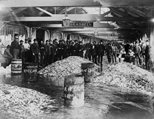 Fish Market