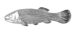 Skeletal Prints: Fish Megalurus