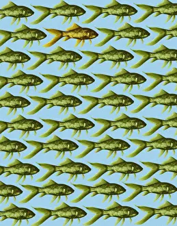 Fish Pattern