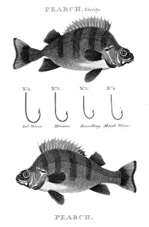 Fishing Hook Prints: Fish pearch hooks engraving 1812