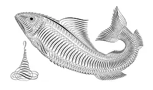 Embellishment Prints: Fish penmanship calligraphy 1881